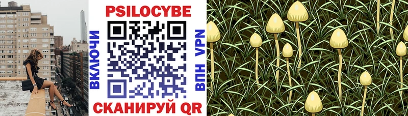 Купить закладки  Краснознаменск  Псилоцибиновые грибы Psilocybine cubensis 